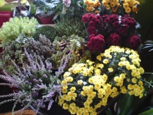 flowers