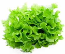 lettice