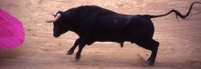 Bullfighting
