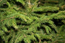 before close up tree