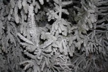 after close up tree
