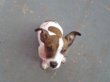 dog