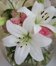 lilys