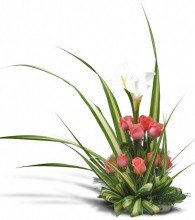 tulip display