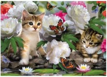 cats