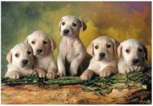 puppies