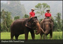 elephants