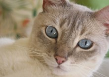 blue eyes