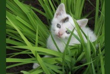 hiding
