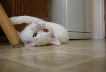 playful