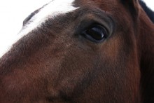 eye