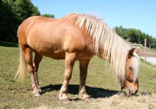 hay