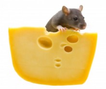cheese
