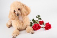 pet