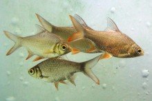 brown fish