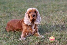 Insure your Pet