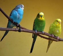 budgie