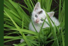 hiding