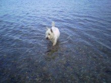 paddling