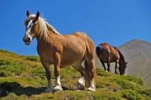 horse
