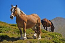 horse