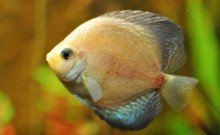 big fish