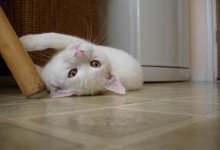 playful
