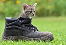 boot
