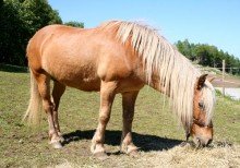 hay
