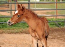 foal