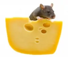 cheese