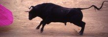 Bullfighting