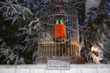 parrot