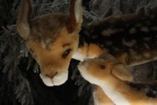 baby deer