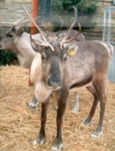 Red Nose