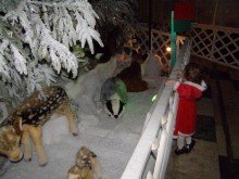 animels